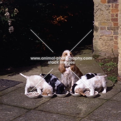 english cocker spaniels, ella, mother with her undocked puppies drinking from dishes