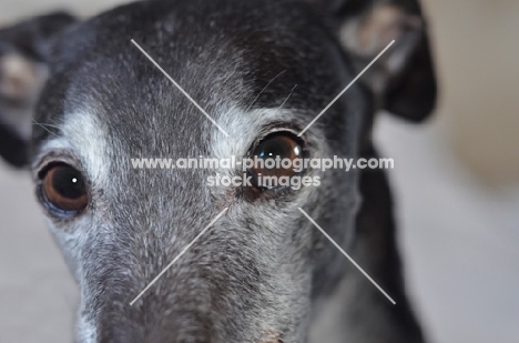 greyhound, ex racer, all photographer's profit from this image go to greyhound charities and rescue organisations
