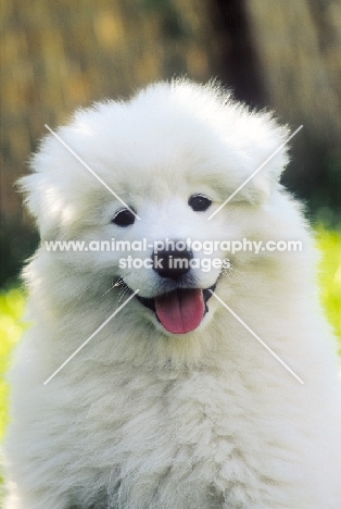 Samoyed puppy looking at camera