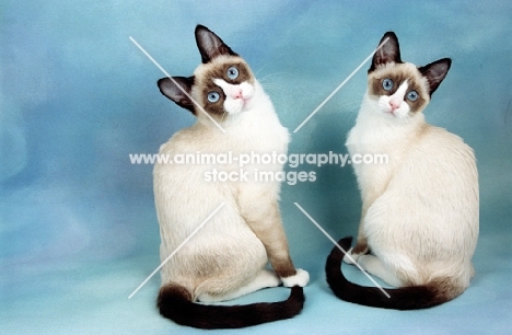 two young Snowshoe cats