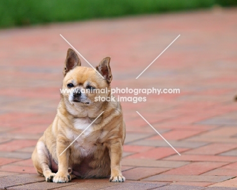 Chihuahua sitting on pavement