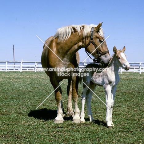 American Belgian mare with her foal