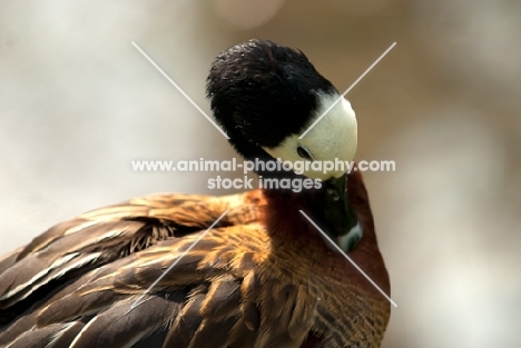 white-faced whistling duck grooming