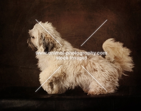 Shih Tzu, side view on brown background