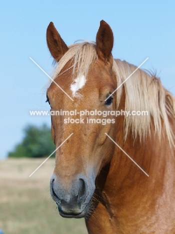 Suffolk Punch portrait