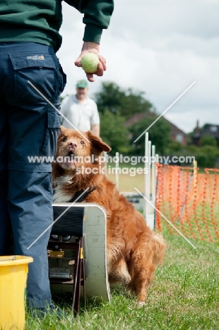 Nova Scotia Duck Tolling Retriever at trial with tennis ball