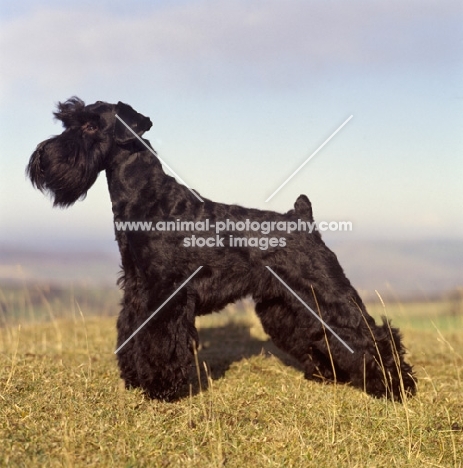 champion Giant Schnauzer on a hillside in profile