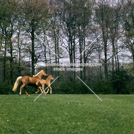 palomino mare and foal moving with space around