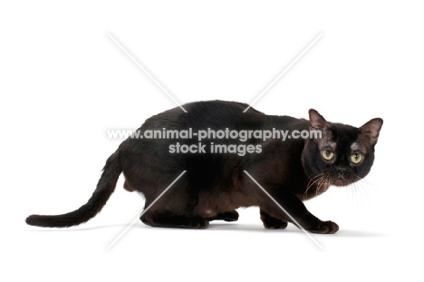 sable Burmese cat crouching