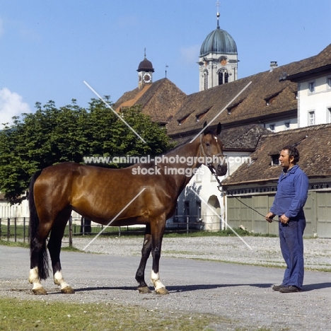 Einsiedler mare with Swiss handler at monastery
