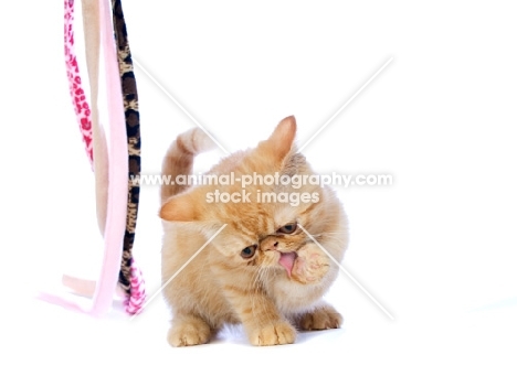 Exotic ginger kitten licking its paw, isolated on a white background