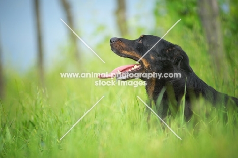 profile shot of a Beauceron with tongue out, resting in tall grass
