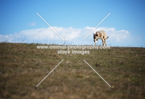 czechoslovakian wolfdog cross walking and smelling free on top of a hill in a countryside setting