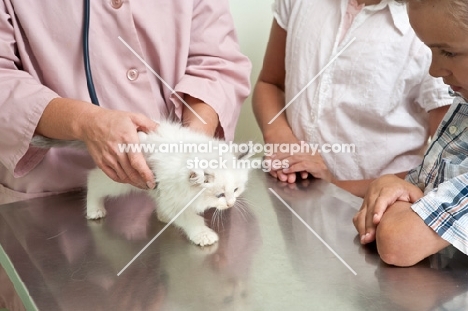 kitten at vet