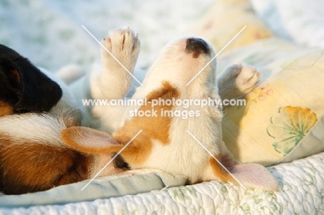 jack russell puppy sleeping