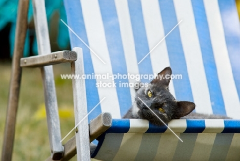 cat lounging in deck chair