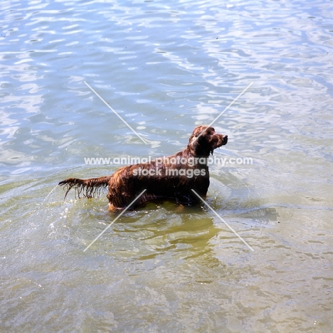 irish setter in water