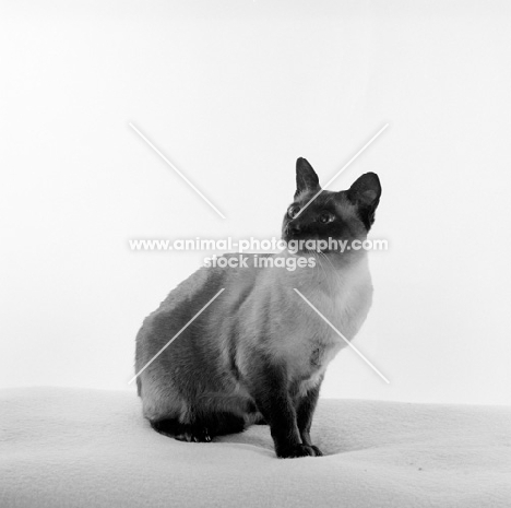 seal point siamese cat sitting down in studio