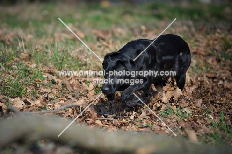black labrador approaching a dummy