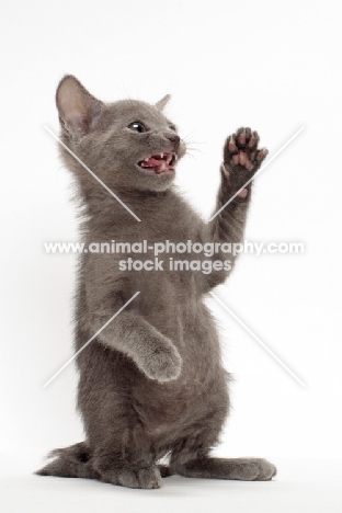 Russian Blue kitten on white background, waving