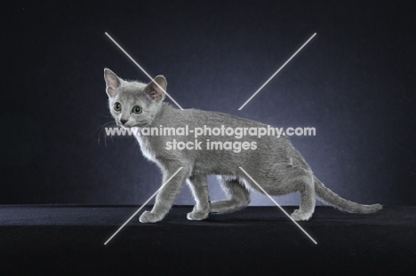 10 week old Russian Blue kitten walking on black background