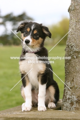 tri colour Border Collie puppy