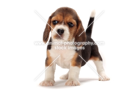 cute Beagle puppy on white background