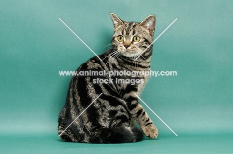 Brown Classic Tabby American Shorthair, green background, back view
