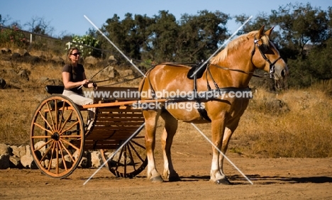 Belgian Draft horse with a cart standing. 