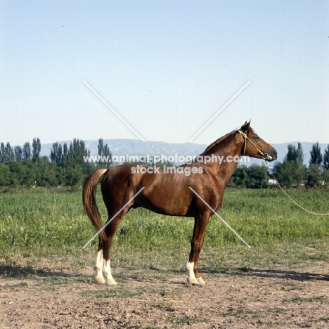 lokai stallion, part arab, at dushanbe