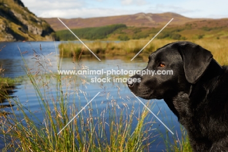 black Labrador Retriever in countryside
