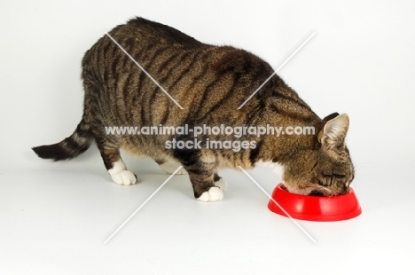 tabby and white cat eating from red bowl