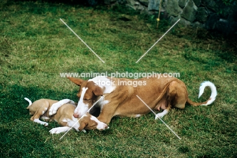 champion ibizan hound controlling her puppy