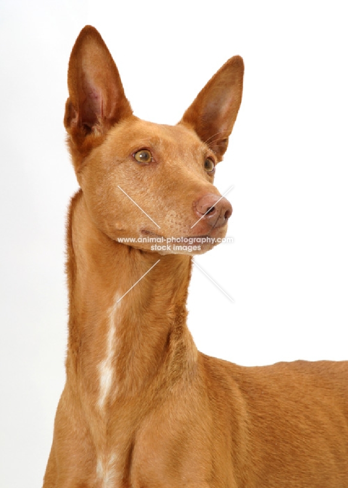 Australian Champion Pharaoh Hound on white background, portrait