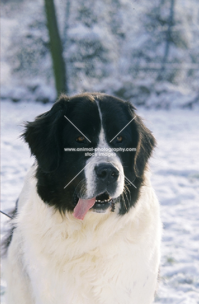 Landseer Newfoundland in winter