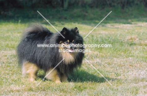 German spitz on grass