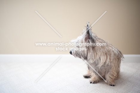 Scruffy wheaten Cairn terrier sitting on carpet.