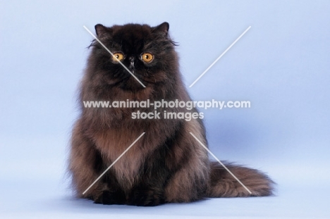 black Persian on pastel background