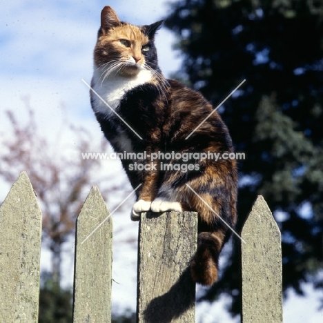 tortoiseshell and white non pedigree cat sitting on a fence post as a good look out