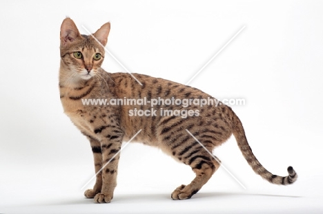 female Savannah cat on white background, standing 