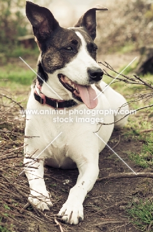 mongrel dog lying down