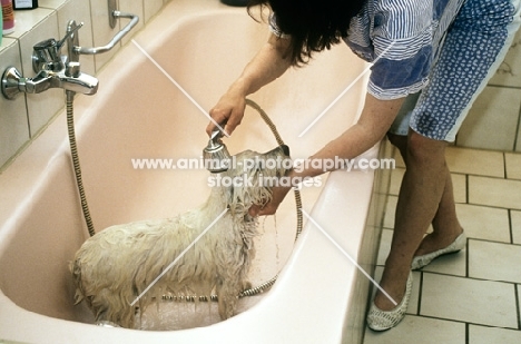 bathing a west highland white terrier in the bath