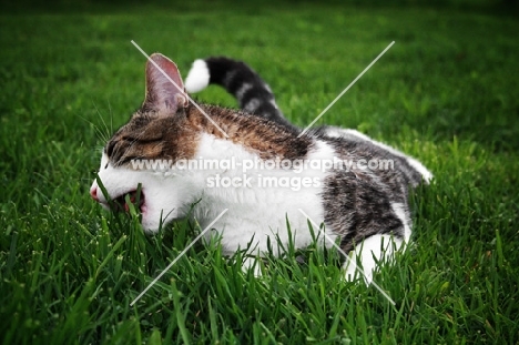 Domestic cat eating grass.