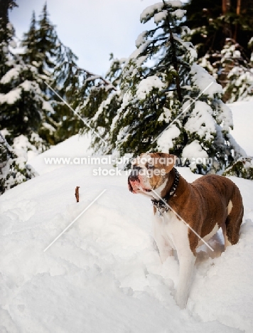 Old English Bulldog standing in snow