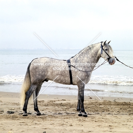 Andalusian horse full body  