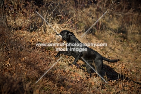 black labrador retriever retrieving partridge