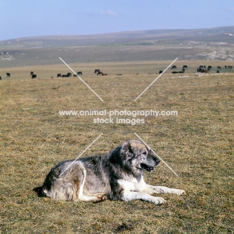 caucasian owtscharka, caucasian sheepdog, kabardine horses in background, in caucasian mountains