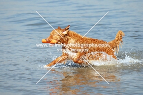 nova scotia duck tolling retriever retrieving toy from water