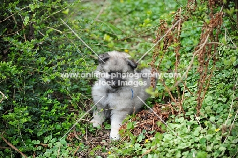 Keeshond puppy amongst greenery