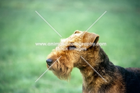 welsh terrier, portrait